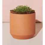 Modern Sprout Tiny Terracotta Grow Kit Champagne Poppies