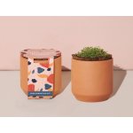 Modern Sprout Tiny Terracotta Grow Kit Champagne Poppies