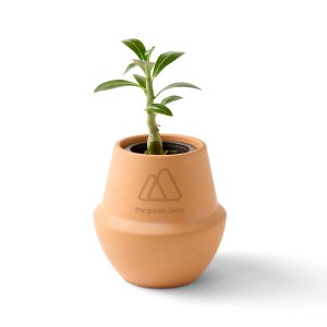 Modern Sprout Modern Terracotta Grow Kit Bonsai