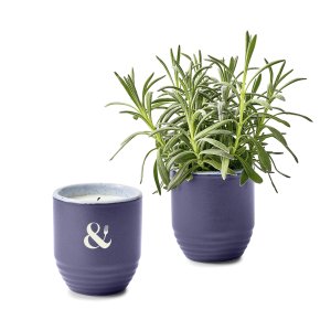 Modern Sprout Garden Vibes Candle/Planter