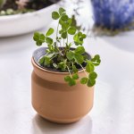 Modern Sprout Tiny Terracotta Lucky to Have You