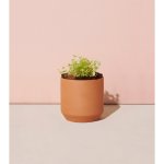 Modern Sprout Tiny Terracotta Grow Kit Good Luck Clover