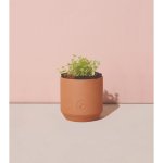 Modern Sprout Tiny Terracotta Grow Kit Good Luck Clover
