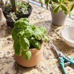 Modern Sprout Tiny Terracotta Big Congrats