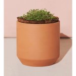 Modern Sprout Tiny Terracotta Grow Kit Thank You Daisies