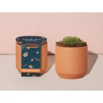 Modern Sprout Tiny Terracotta Grow Kit Thank You Daisies