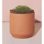 Modern Sprout Tiny Terracotta Grow Kit Thank You Daisies