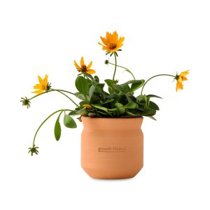 Modern Sprout Tiny Terracotta Thank You