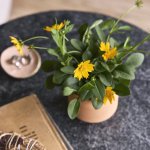 Modern Sprout Tiny Terracotta Thank You