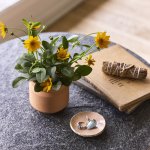 Modern Sprout Tiny Terracotta Thank You