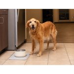 Stanley Pet Bowl (6 cups, 48OZ)