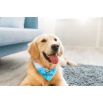 Rover's Full Color Small Pet Bandana