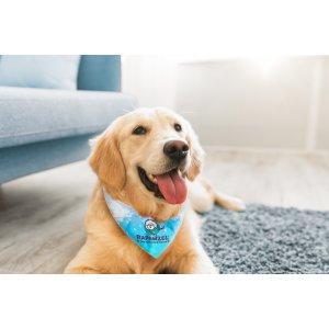 Rover's Full Color Small Pet Bandana